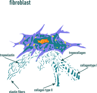 Fibroblast cells